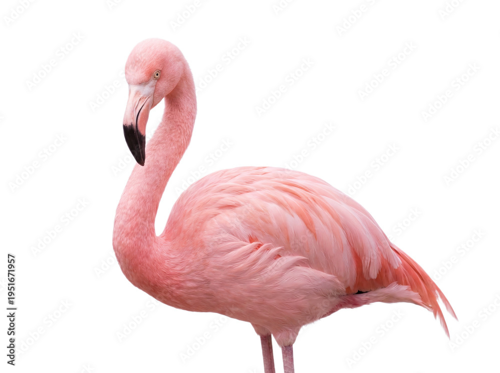 Fototapeta premium Pink flamingo portrait, closeup.
