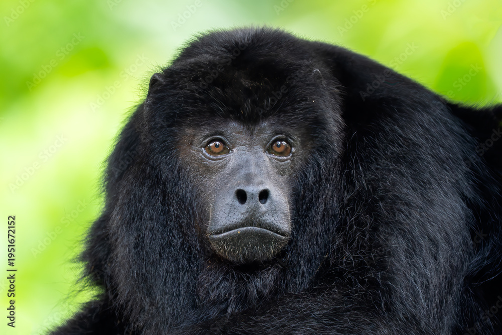 Obraz premium Black Howler Monkey - Alouatta caraya, beautiful long tailed black primate from South American tropical forests, Brazil.