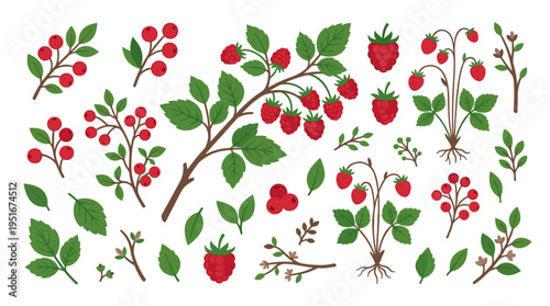Set of Hand Drawn Raspberry and Berry Elements