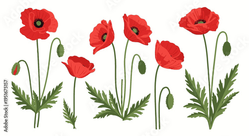 Red poppy flower set botanical illustration isolated on white