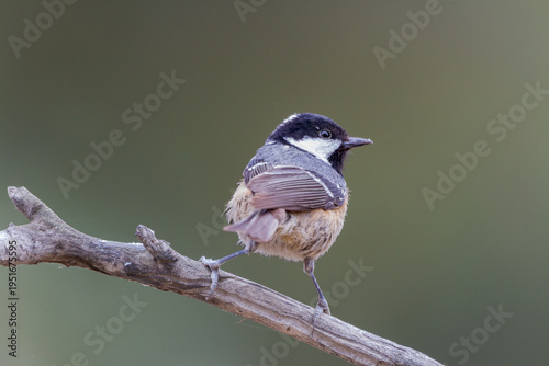 Coal tit perched on a branch against a greenish background