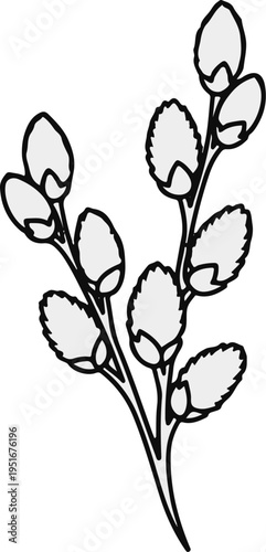 A delicate sprig of pussy willow branches, outlined in black with gray buds