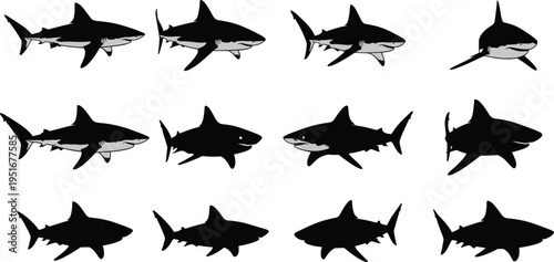 Set of shark silhouettes and vector illustrations, marine predator icons in various swimming poses, great white shark figures for ocean, wildlife, and nature designs.