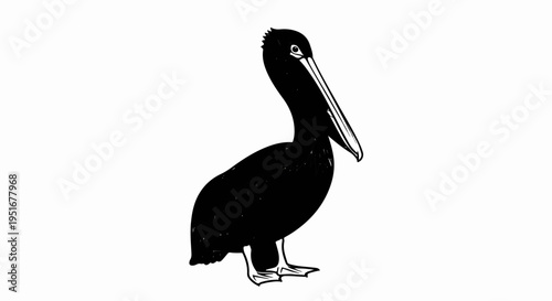 Detailed black and white illustration of a pelican standing