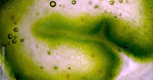 Microscopic 40x Zoom of Fresh Green Aloe Vera Transverse Section showing Detailed Inner Cell Structure with Parenchyma Tissue Studied for Pharmacological Healing Properties and Skincare Products