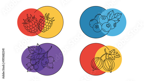 Minimalist collection of hand drawn berries including raspberries blueberries and currants inside colorful overlapping circles.