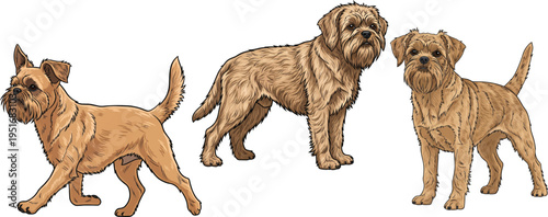 Griffon Fauve de Bretagne dog standing alert walking forward pose set