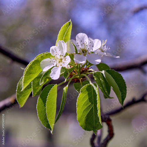 tree branch blooming in early spring, delicate flowers