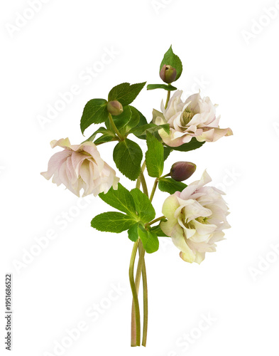 Bouquet of pink fluffy hell...