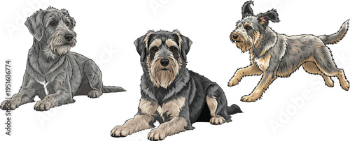 Griffon Nivernais dog lying down alert running athletic pose set