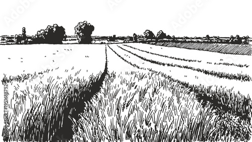 Wheat field agricultural landscape with rural horizon. Cultivated farmland with grain crops and distant countryside. Banner for farming design. Pencil drawing sketch style.