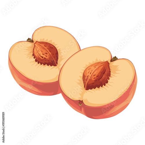 A close-up view of two halves of a ripe peach with visible pits and juicy flesh isolated on white background, Vector
