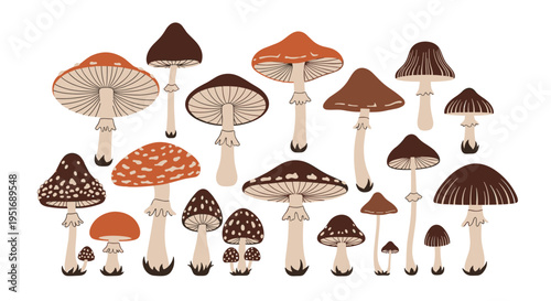 Various types of mushrooms in shades of brown and orange are arranged on a white background showing different shapes and sizes of forest fungi.