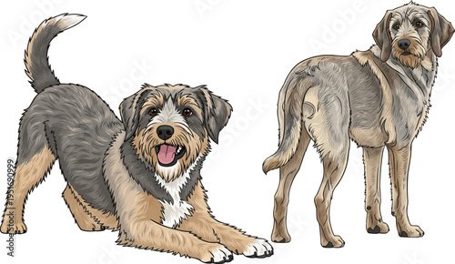 Griffon Nivernais dog play bow happy standing rear view pose set