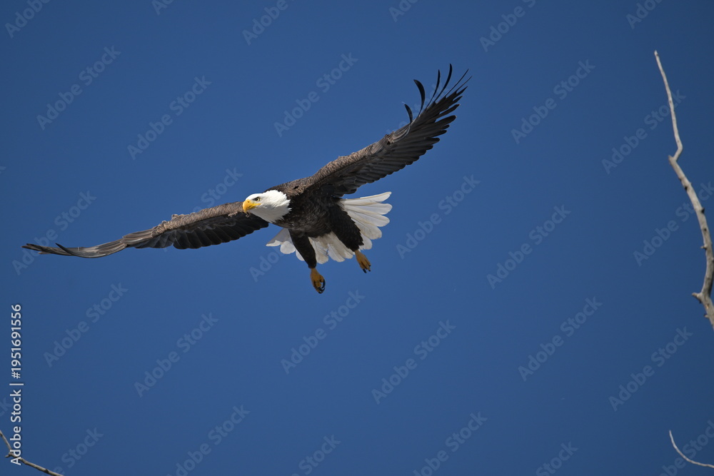Obraz premium bald eagle in flight, wildlife, Canada, nature, wild animal, freedom, 