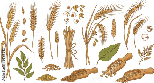 Wheat barley and cereal grains with seeds flour scoops and harvest elements hand drawn vector illustration set