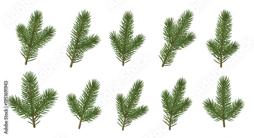 Set of ten various green spruce or fir tree branches with needles isolated on a white background for Christmas or nature themed designs.