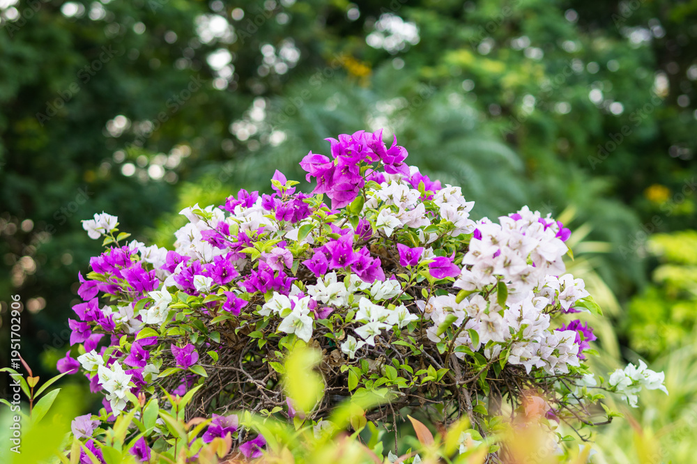 Obraz premium Blooming bougainvillea in lush garden nature outdoor serenity close-up view