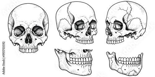 Human skull anatomy illustration, medical study artwork, forensic science design tribute, educational skeletal graphic, anatomical detail concept, biological structure theme flat vector illustration