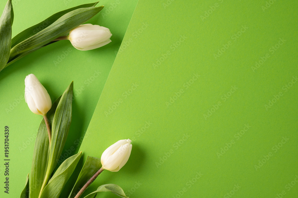 Fototapeta premium White tulips on green background for Easter greeting and spring celebration