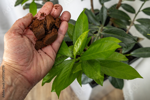 Fotografia Care, cherry laurel planted in a pot at home, fertilizing houseplants, coffee gr