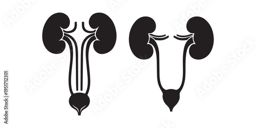 Two  black silhouette diagrams of the human urinary and kidney system isolated on white background, Ureters icon black silhouette white background