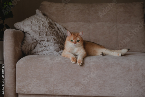 British golden chinchilla cat resting on the sofa and looking at the camera. A purebred cat lies on a beige sofa near the pillows. A beautiful domestic kitten feels comfortable and calm.