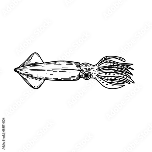 Antique Style Squid Sea