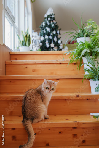 A ginger British cat is sitting on a pine staircase and looking towards the window. The cat is a golden chinchilla. A beautiful domestic cat. Christmas tree on the background. Vertical photo.