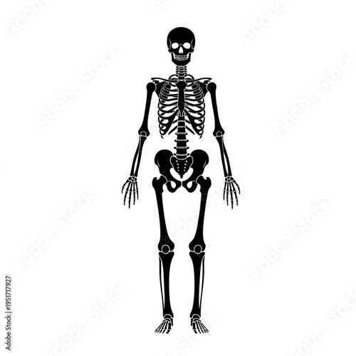 Full Human Skeleton Anatomy Silhouette for Pathology, Medical Science, and Education