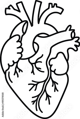 Human heart illustration, minimalist black and white vector depicting anatomical heart for World Heart Day cardiovascular awareness and healthcare design use.