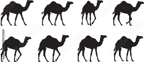 Camel Silhouette Alignment Against White Background