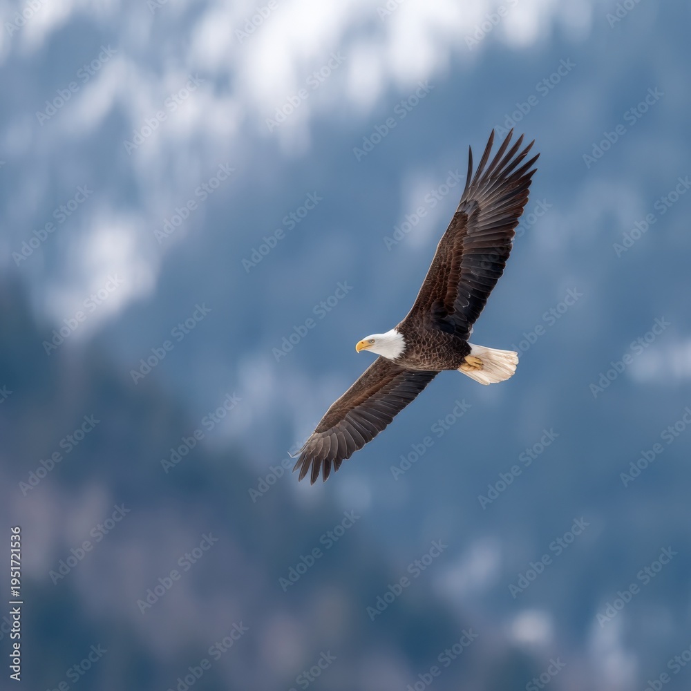 Fototapeta premium Bald eagle banking over snowy conifer slopes with spread wings and white tail in crisp alpine air