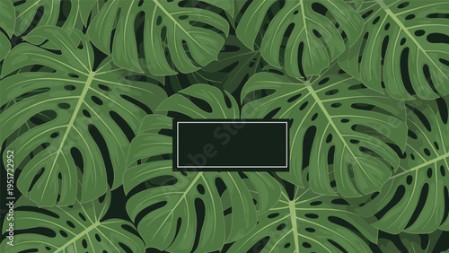 Dense background of large green monstera leaves with iconic hole patterns creating a lush tropical foliage texture for design projects.