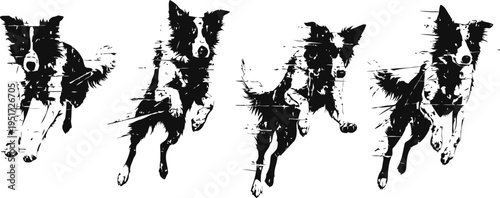 Border collie dog running sequence black and white illustration dynamic action