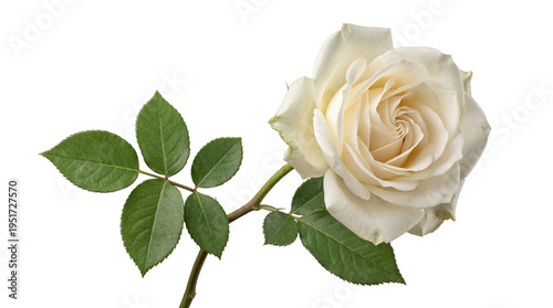 A pristine white rose with abundant green leaves, showcasing its delicate form, isolated on a transparent background.
