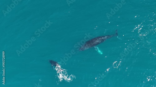 humpback whale mother and calf braching in pacific ocean off the coast of cabo san lucas baja california sur mexico aerial footage 