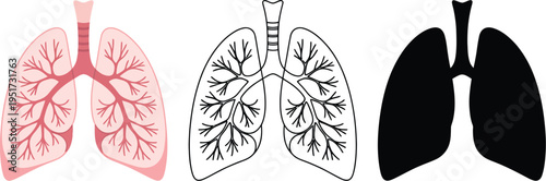 Human lungs anatomy illustration, minimalist black and white vector line art depicting lung structures, bronchial tree, and alveolar system for medical reference and educational purposes.