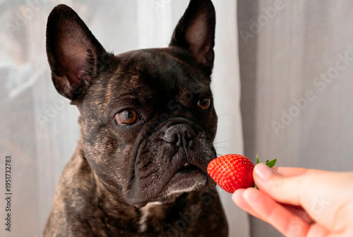 Φωτογραφία French bulldog eager to eat fresh strawberry, close-up view of dog sniffing fruit, playful canine craving food