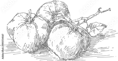 hand drawn apples with leaves and branches vintage fruit illustration with natural texture and shading