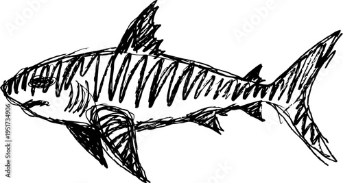 sketch of a shark swimming with detailed fins and stripes on white background