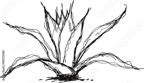 Hand drawn agave plant sketch with detailed leaves and textured strokes, botanical illustration concept
