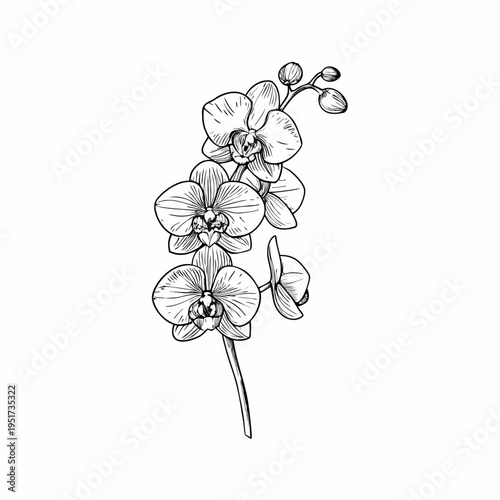 Detailed botanical illustration of a delicate orchid flower stem in black ink