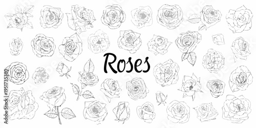 Collection of hand drawn rose sketches with the word roses featured