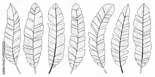 A collection of detailed sketched feather illustrations in monochrome