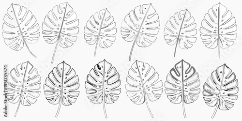 A collection of detailed hand drawn monstera leaves in grayscale