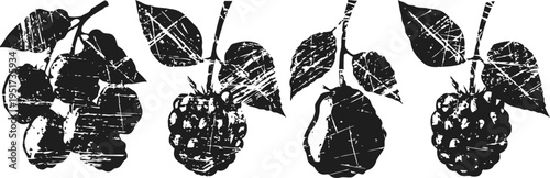 Black and white silhouettes of blackberry and raspberry fruits with leaves on branches