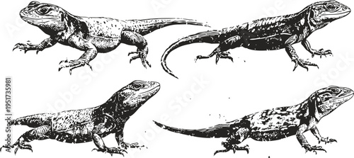 Four detailed black and white line drawings of lizards in various poses, vintage reptile illustration