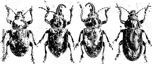Four vintage beetle illustrations with detailed entomology line art and scientific drawing