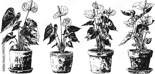 anthurium houseplants in pots, indoor green foliage plants with white flowers, decorative botanical collection